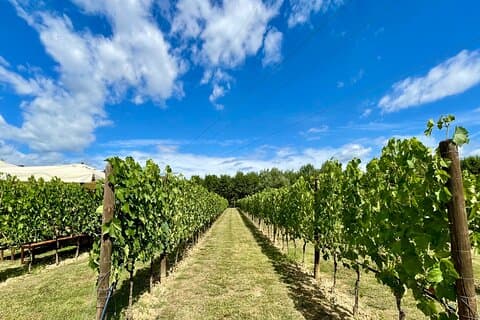 De Florence : Villages Chianti Classiques et Routes des Vins en Minivan