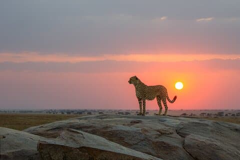 6 Tage Tansania Budget Safari mit Serengeti