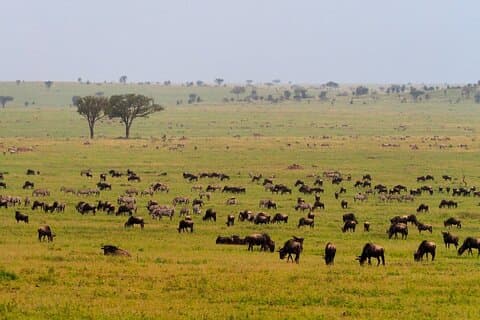 5 Tage Budget-Safari in Tansania