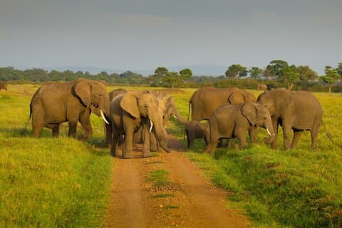 4 Tage Safari in Tansania
