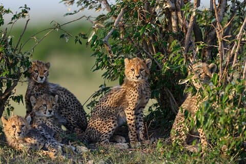 Safari di gruppo di 3 giorni Serengeti e Ngorongoro