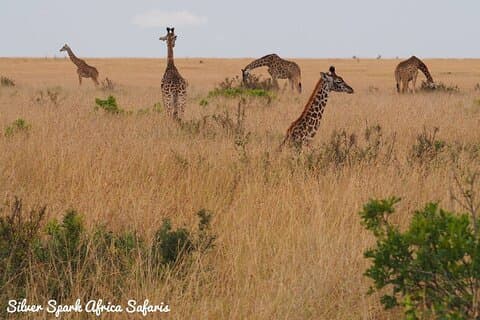 6 dagen: L. Nakuru, L Elementaita Park, Maasai Mara National Reserve