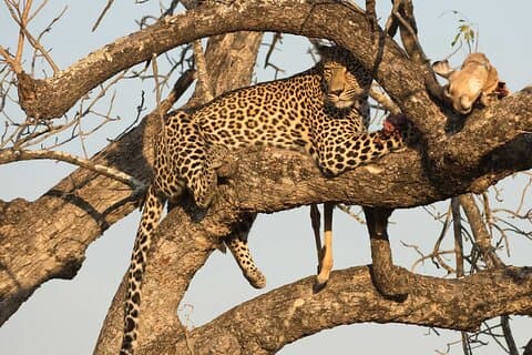 1 Day Tsavo East Safari ( Minimum 2 Pax)