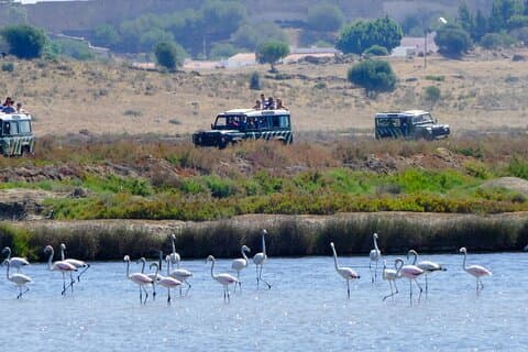 Safari naturalistico di mezza giornata in Algarve