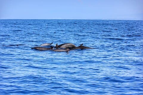 Boat Trip to See Marine Life in Puerto Escondido