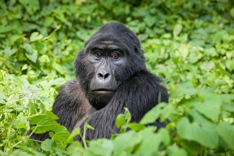 Tour privado de gorilas de 3 días en el Parque Nacional Impenetrable de Bwindi