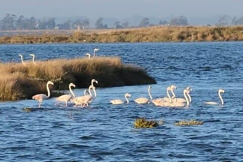 Depuis Aveiro : Costa Nova, Barra, Vista Alegre - excursion d'une demi-journée