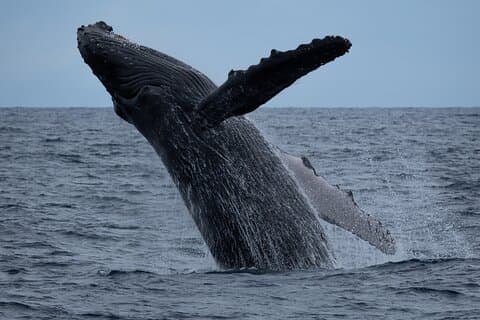Hoteller i nærheden af Moana's Waikīkī Whale Watching Exploration