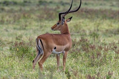 10-dages Samburu National Resreve, L Naivasha, Maasai Mara, Amboseli, L Nakuru