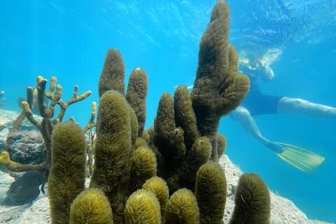 Best Puerto Rico Kayak & Snorkeling Tour-Eco Adventure