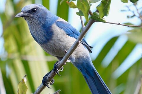 Tour de observación de aves y vida silvestre en la Costa del Tesoro de Florida