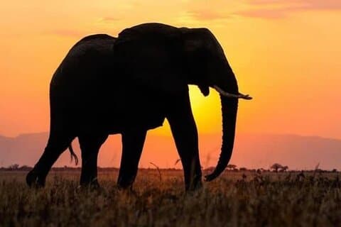 5 dages privat Kidepo Valley Park Safari i Uganda