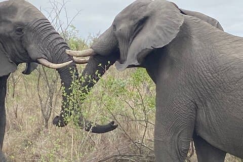 3 dias Joanesburgo - Kruger Safari- Blyde River Canyon