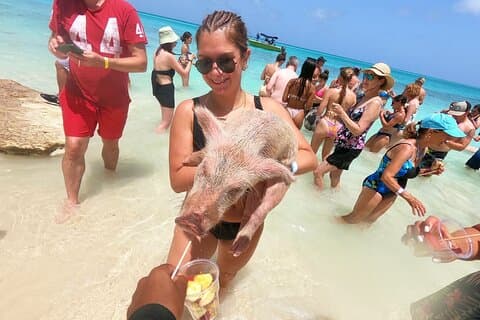Heldags luksus privat udflugt til Rose Island-grise og skildpadder