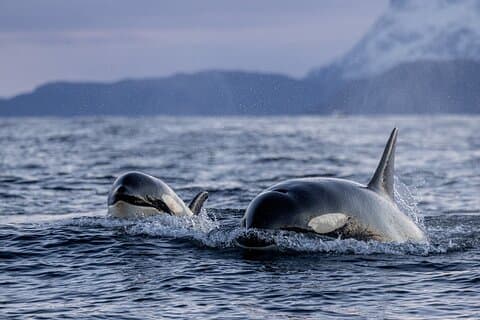 Tromso Skjervoy Whale Watching on RIB Boat
