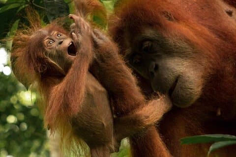 3-DAYS Jungle Trekking ( SEE ORANG UTAN) & Rafting l Bukit Lawang