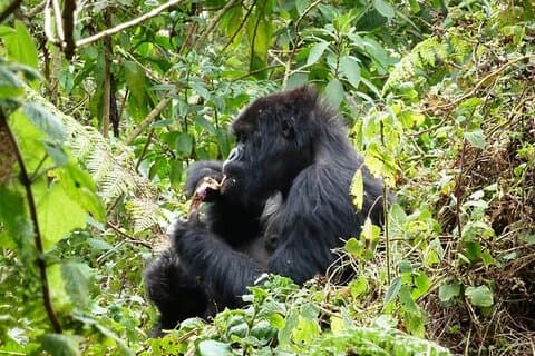 13-Day Wildlife and Gorilla Trekking Safari