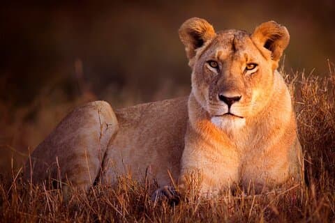 7-daagse Oegandese primaten en dieren in het wild privésafari