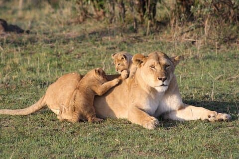 2-daagse Masai Mara privésafari vanuit Nairobi