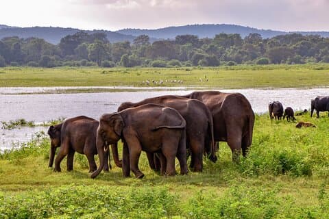 Visite du parc national d'Udawalawe au départ d'Ella avec safari en jeep