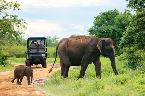 Excursion d'une journée au parc national d'Udawalawe depuis Galle