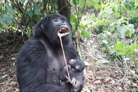 13 dagars privat rundtur för att upptäcka Ugandas bästa safari