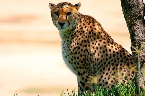 Tour safari privato di più giorni al Masai Mara Mid Luxury Lodge in jeep 4x4