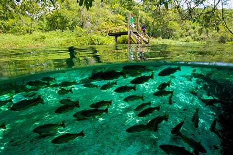 Crystal Clear Adventure: Floating Through the Sucuri River