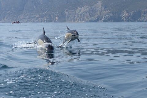 Sesimbra – Delfinbeobachtung mit Meeresbiologen + Schnelles Einsteigen