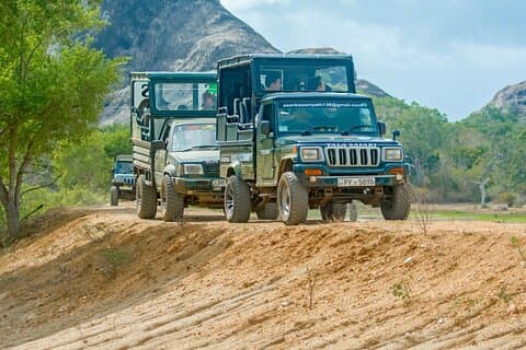 Excursión de un día al Parque Nacional Wilpattu desde Colombo