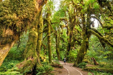Recorrido de audio de conducción autoguiado del Parque Nacional Olympic