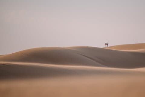 Het beste van Arabië in 1 dag