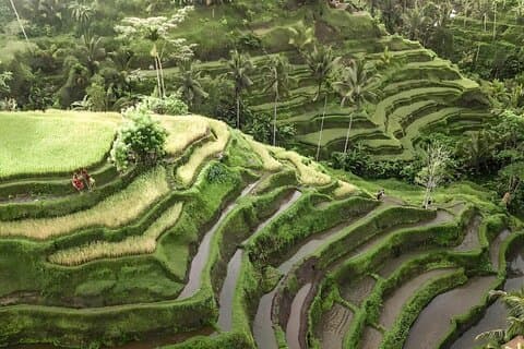 Bali Tour: Bedste attraktioner i Ubud med risterrasse