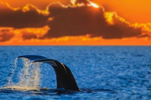 Sunset Whale Watch à Waikiki, Baleines garanties ou retour gratuit