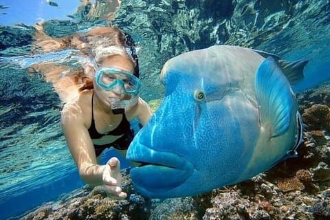 Excursion d'une journée à la plongée en apnée sur l'île Giftun en Égypte