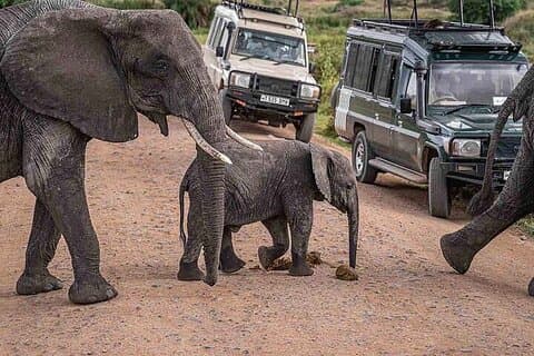 8-dages privat guidet Northern Circuit Safari Tanzania fra Arusha