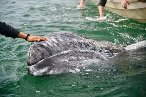 Expeditie grijze walvissen spotten in Magdalena Bay