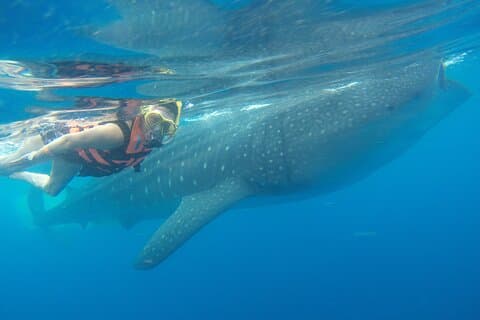 Tour de tubarão-baleia de dia inteiro em Puerto Morelos com embarque e almoço