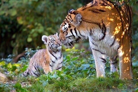 Fra Delhi: Golden Triangle med Tiger Safari Privat Tour
