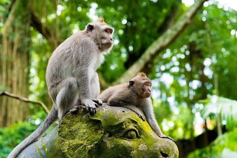 Fullday Bali Ubud Tour - Privé tout compris
