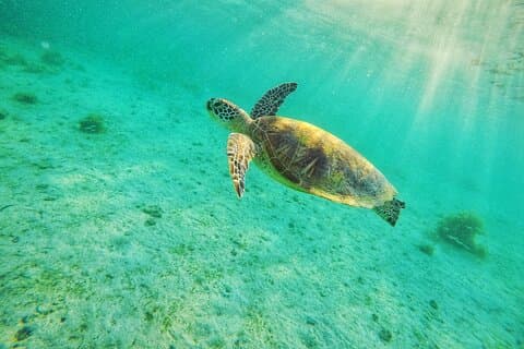 Shared Port Barton Island Hopping Tour with Turtle Watching