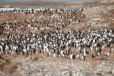 Tour en Catamarán por Canal Beagle y Pingüinos en Isla Martillo