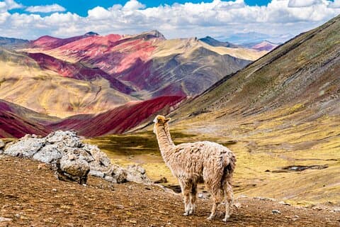 Visite guidée d'une journée à Palccoyo Rainbow Mountain