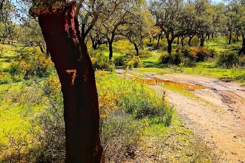 Paseo por el bosque de corcho Experience Pack