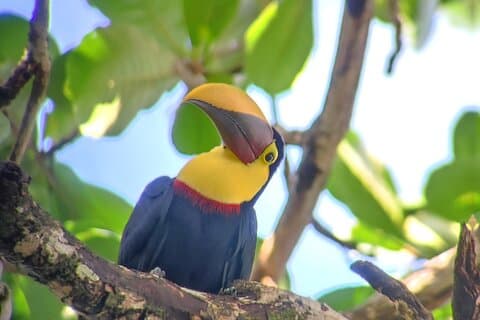 Parque Nacional Cahuita Senderismo