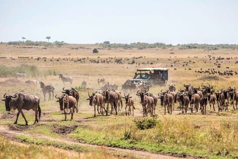 6-dagers privat cruisersafari til Masai Mara, Nakuru og Amboseli