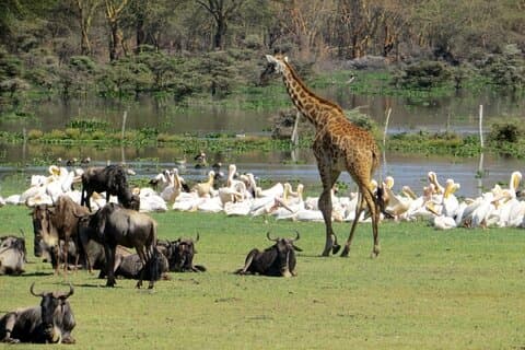 5-tägige Masai Mara Lake Nakuru und Naivasha Safari-Tour in kleiner Gruppe