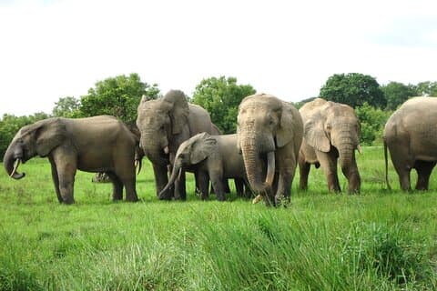 Visite privée de 15 jours de la faune au Ghana