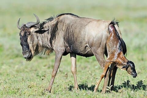 Migrazione di 5 giorni e 4 notti Parto nel Parco Nazionale del Serengeti