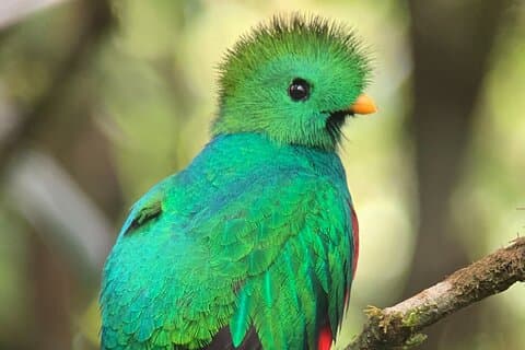 マジックモンテベルデ雲の森を探索